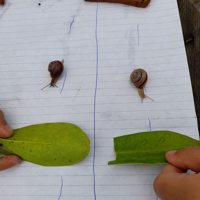 Spelen in de natuur