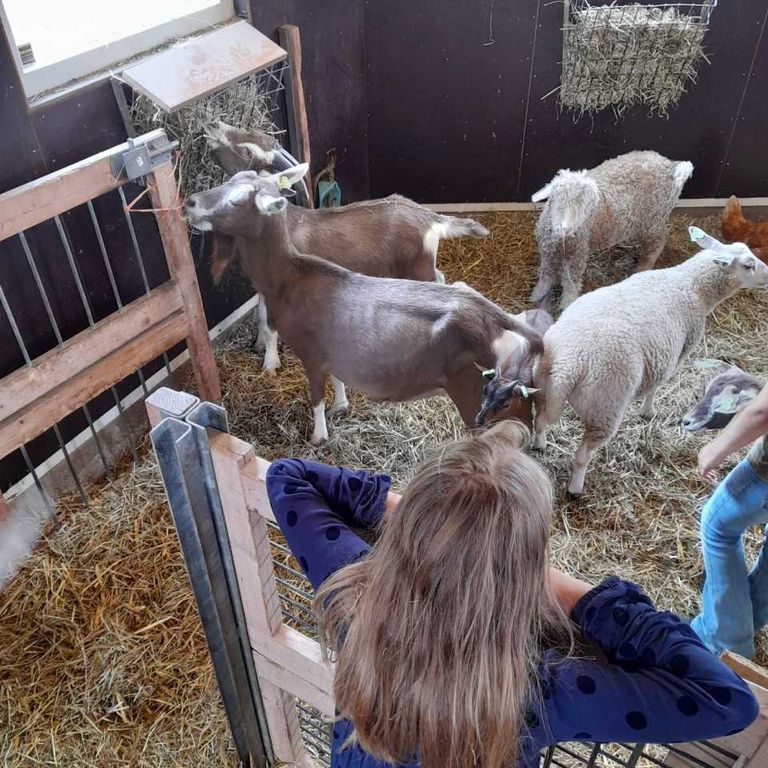 Spelen met dieren