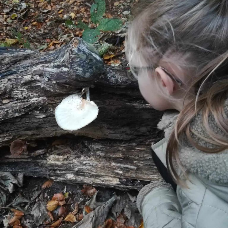 Paddestoel